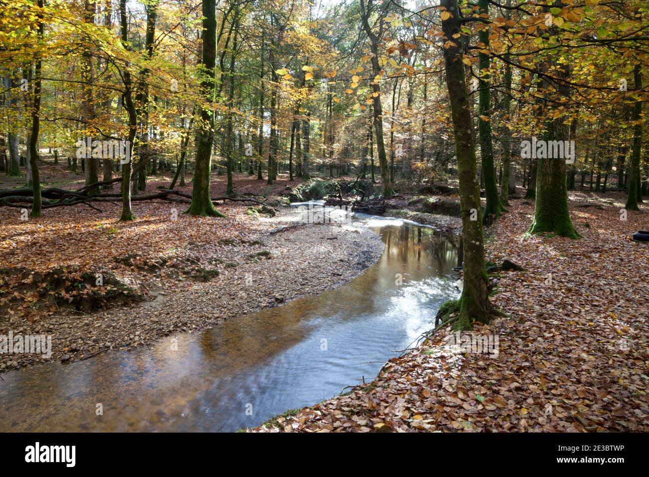 Autumn at Latchmore Brook, near Fritham in the New Forest. Stock Photo