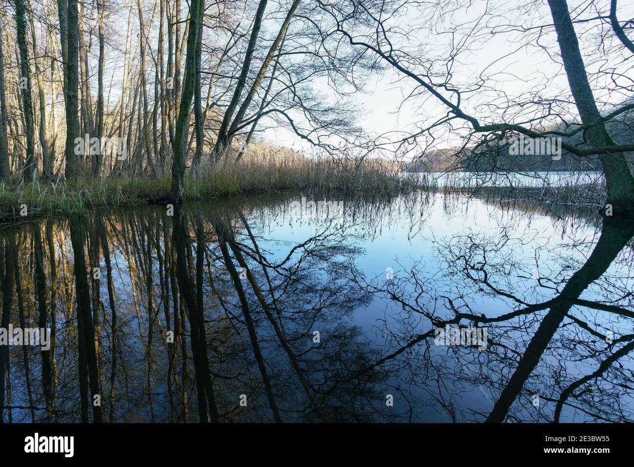 Reflections of trees on the water surface of Huwenowsee, Meseberg, Germany Stock Photo