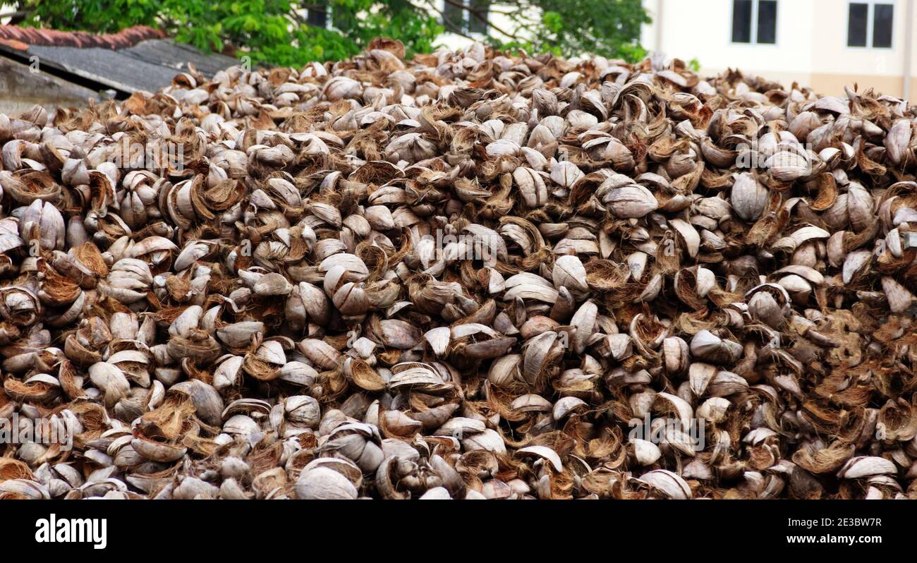 Coconut shells for manufacture of pinibricket (fuel briquettes) and dried oily pulp (secondary endosperm) of coconuts Stock Photo