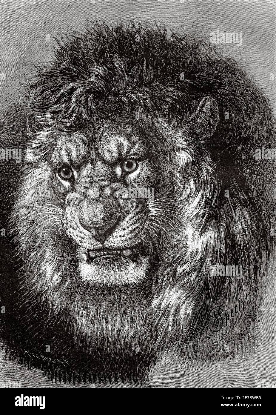 Vintage Lion Head Illustration Printable Lions 1800s Antique Animal Print  Instant Download Digital Image Retro Black & White Drawing