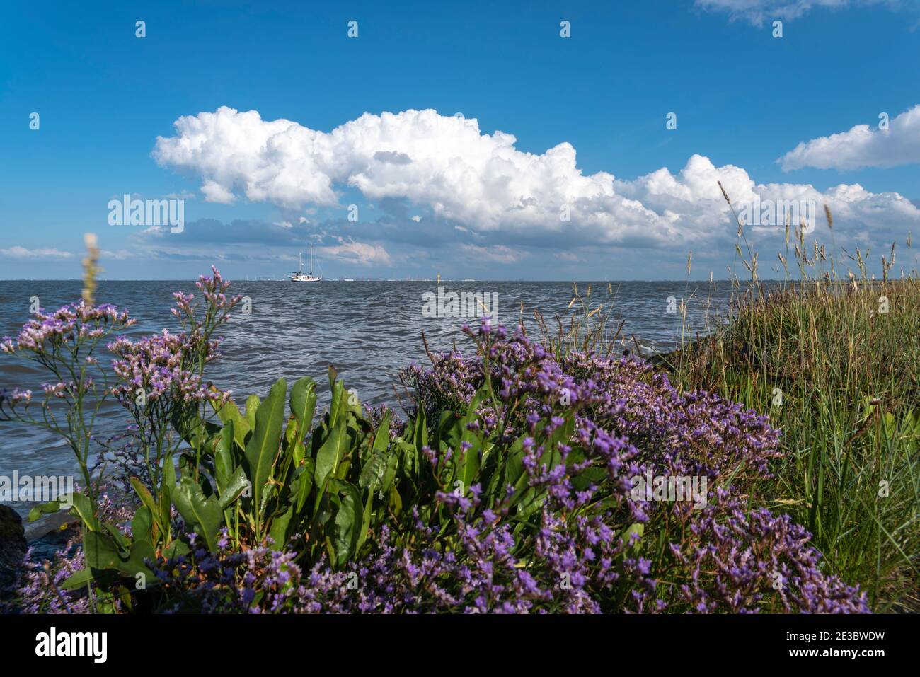 Sea lavender, Limonium sinuatum, at the mouth of the Weser, Fedderwardersiel, Lower Saxony, Germany, Europe Stock Photo