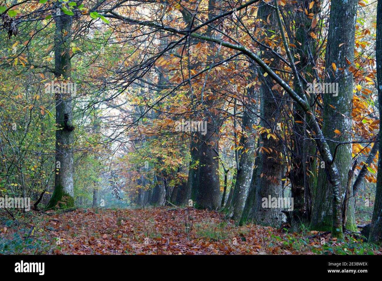 Sweet chestnut and oak trees in Grovely Wood in Wiltshire. Stock Photo