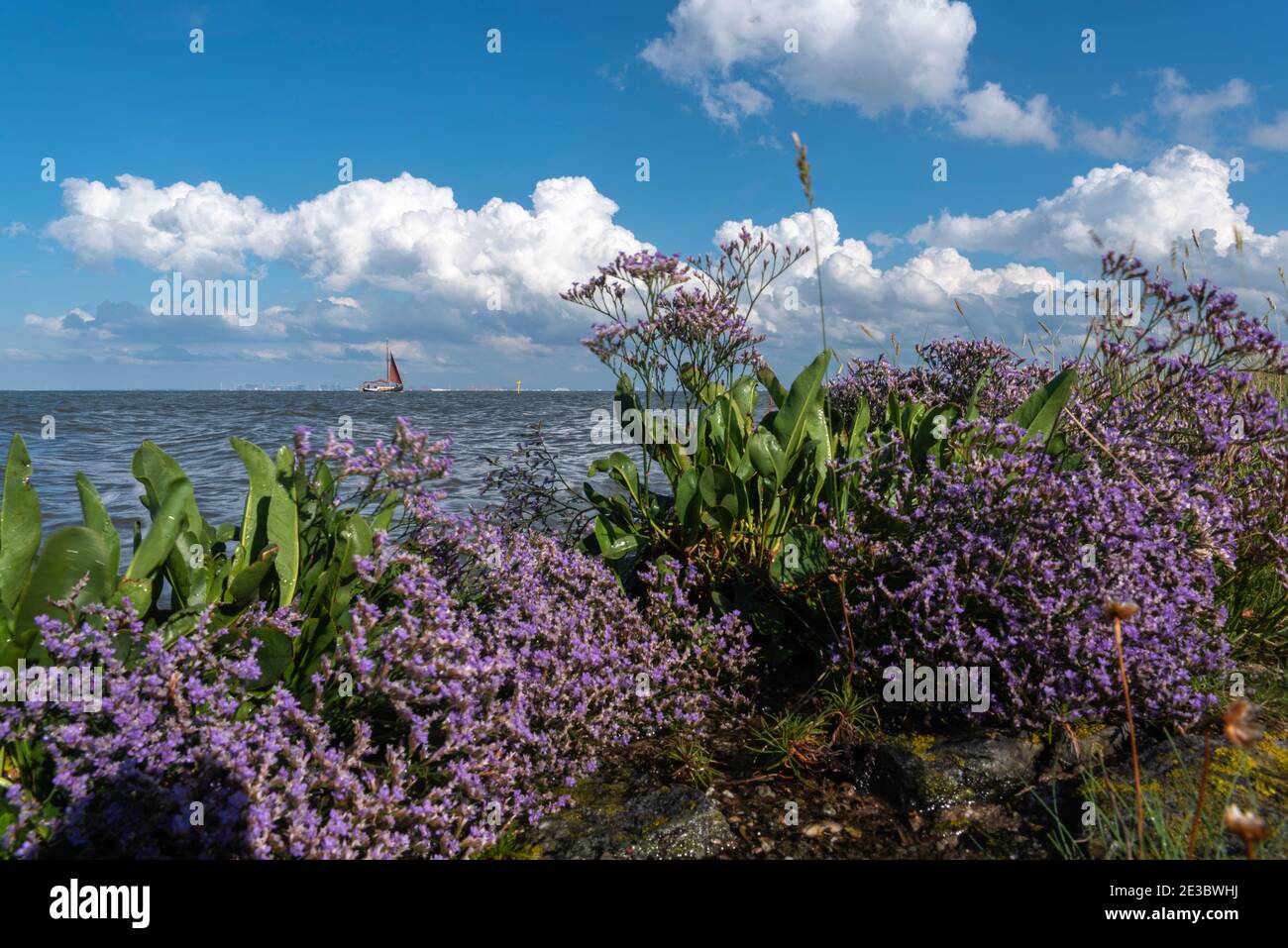 Sea lavender, Limonium sinuatum, at the mouth of the Weser, Fedderwardersiel, Lower Saxony, Germany, Europe Stock Photo