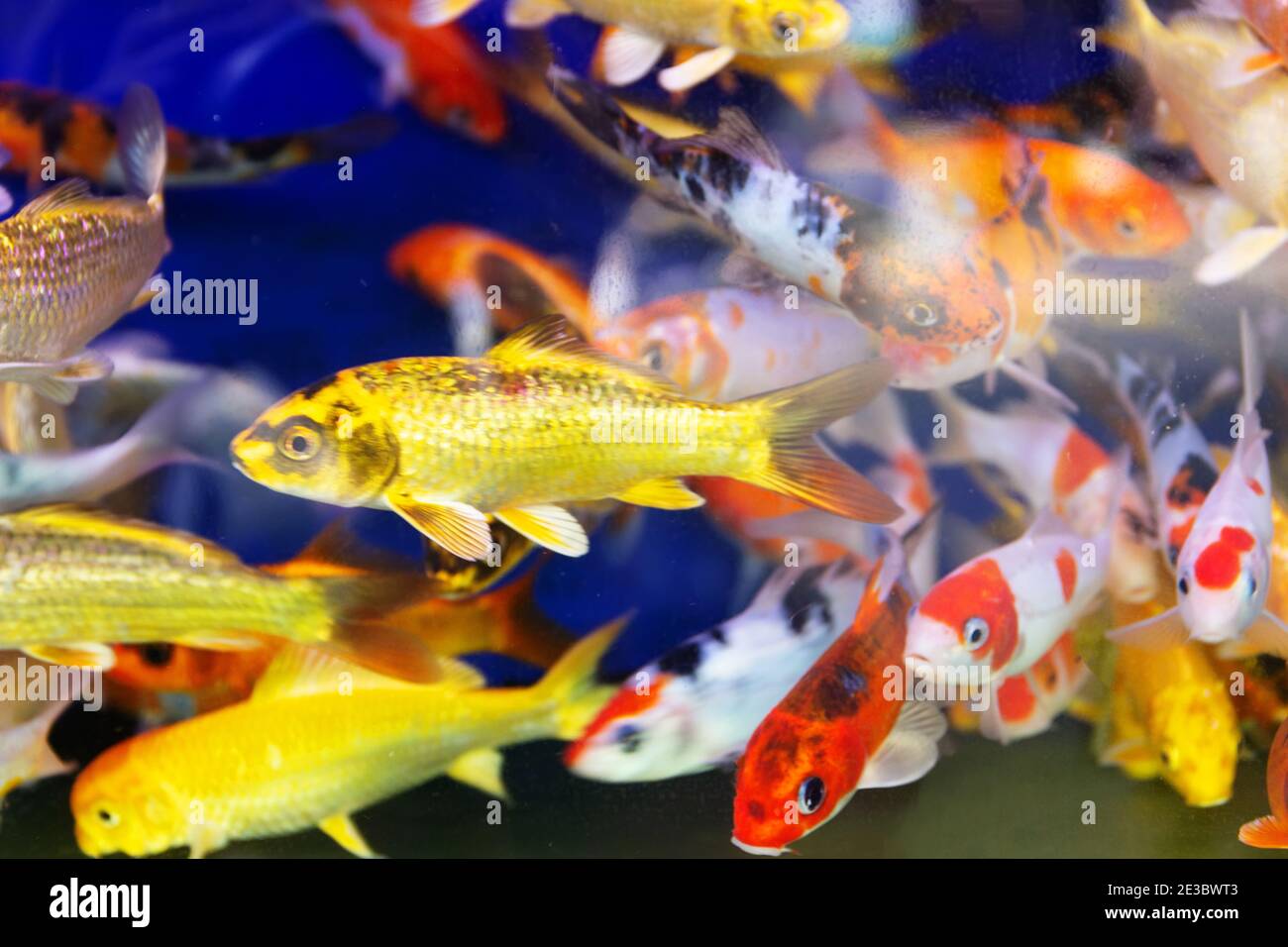Goldfish or Golden carp, as an object of breeding in ceremonial ponds and  aquariums, goldfish bowl. Thailand Stock Photo - Alamy, image size:1300x956