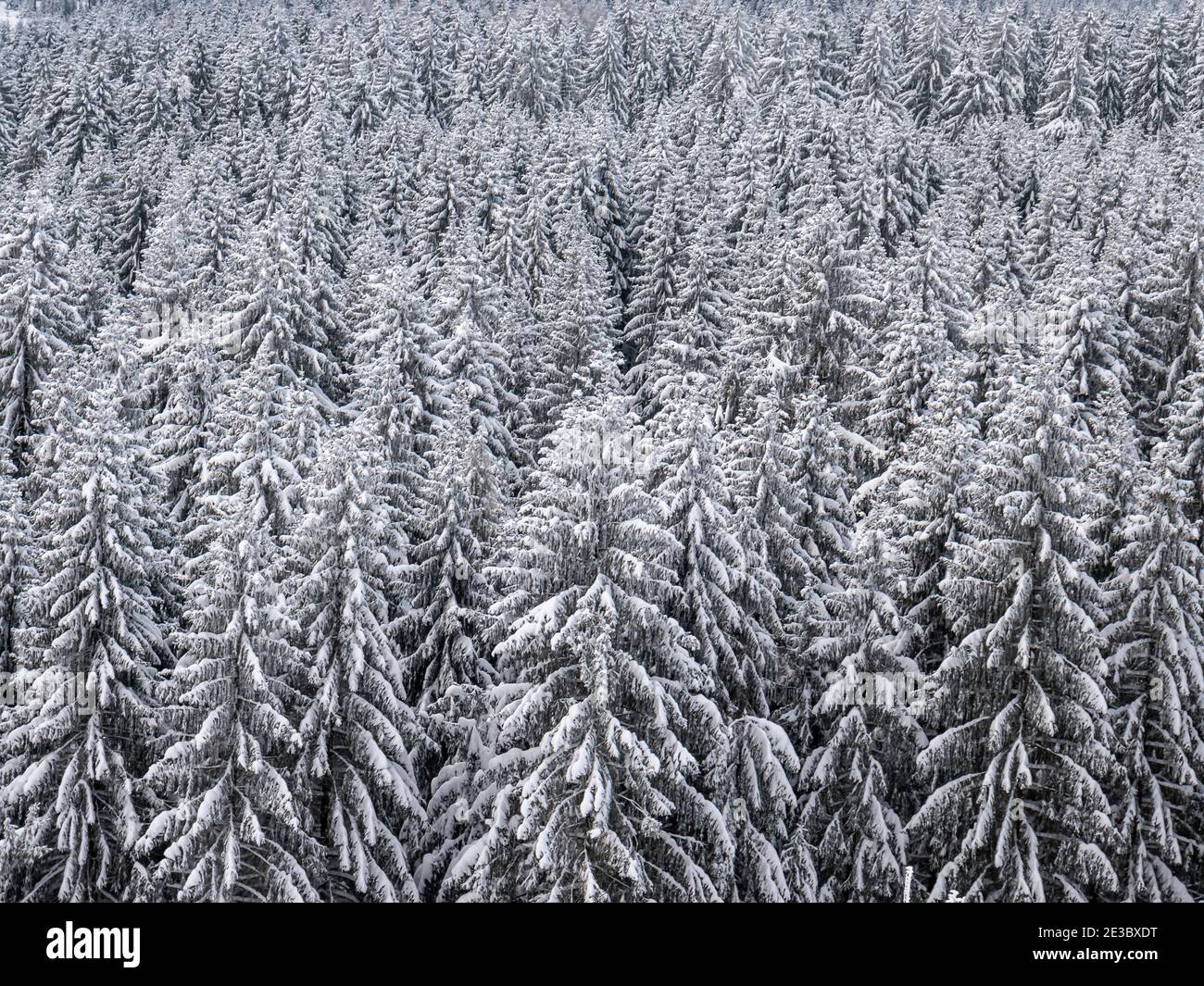 Snow on fir trees hi-res stock photography and images - Alamy