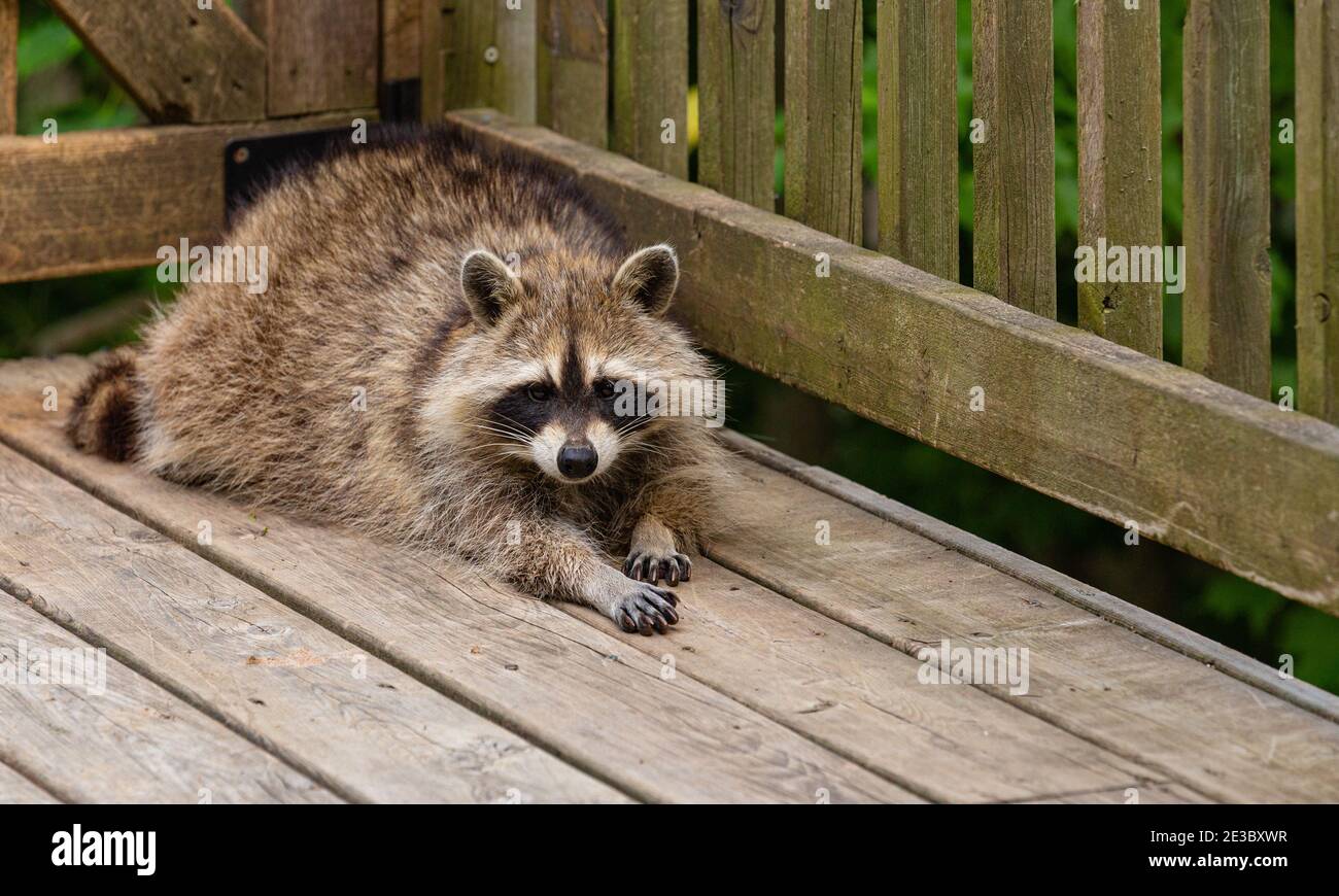 Young raccoon relaxing on weathered wooden deck early one evening in summer. Stock Photo