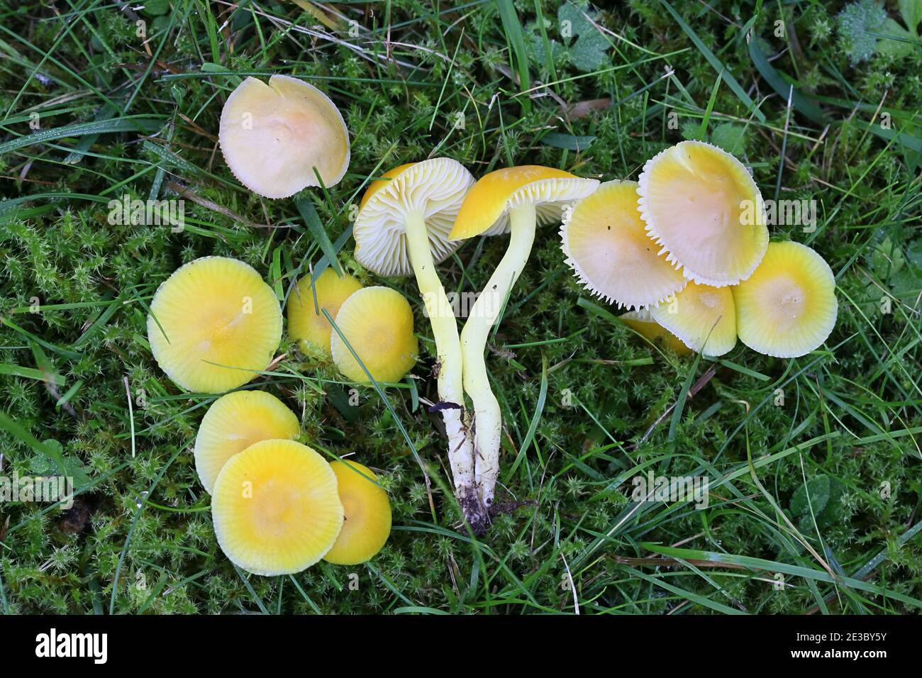 Wax cap mushroom hi-res stock photography and images - Alamy