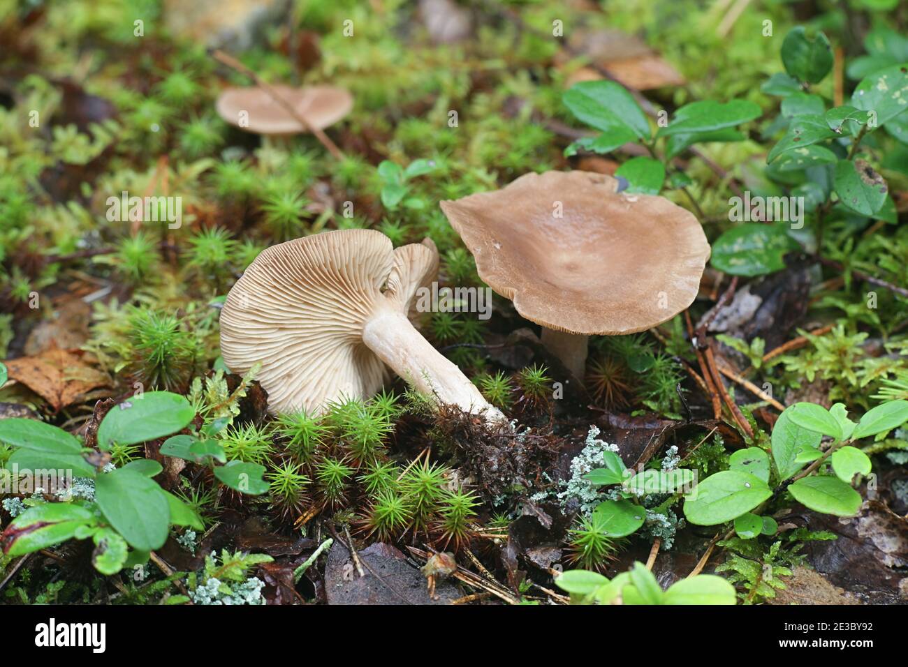 Lactarius mammosus, known as pap milkcap, edible wild mushroom from Finland Stock Photo