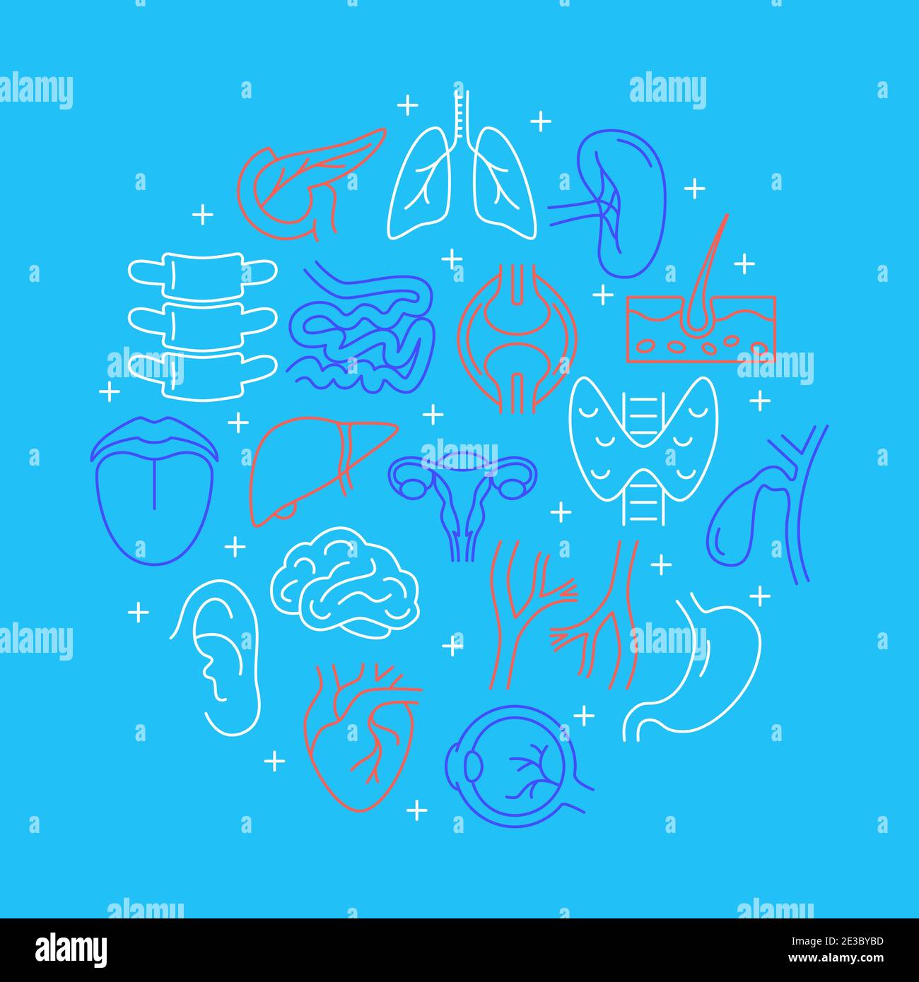 Human internal organs round concept banner in line style. Medical ...