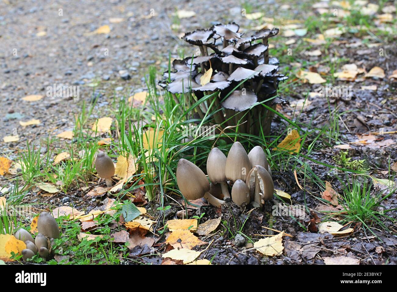 Coprinopsis acuminata, also called Coprinus acuminatus, commonly known as the humpback inkcap, wild mushroom from Finland Stock Photo