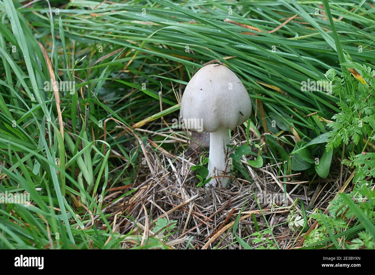 Volvopluteus gloiocephalus, known as the big sheath mushroom, stubble rosegill or  rose-gilled grisette, mushrooms from Finland Stock Photo
