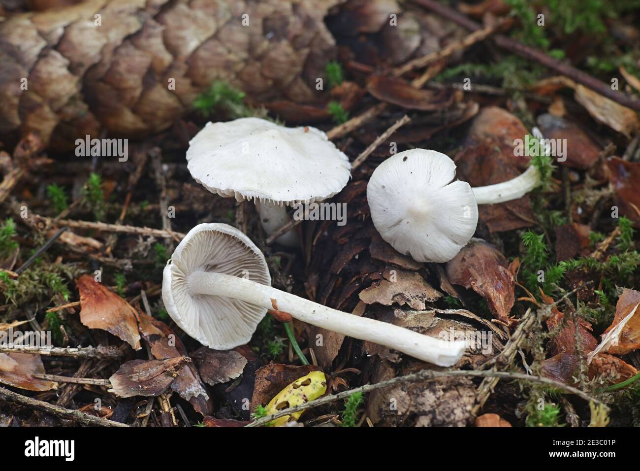 Valkorisakas hi-res stock photography and images - Alamy