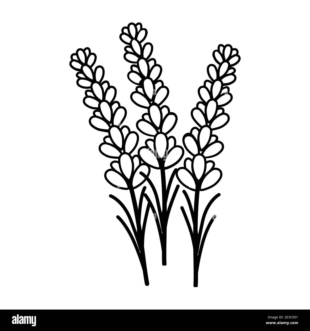 Lavender Flower Floral Hand Drawn. Vector Design Illustration Sign Logo. Stock Vector
