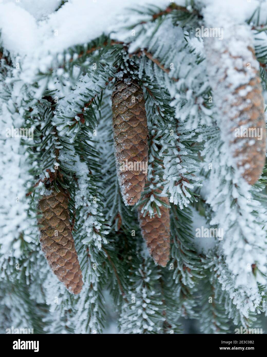 Finnish pine cones hi-res stock photography and images - Alamy