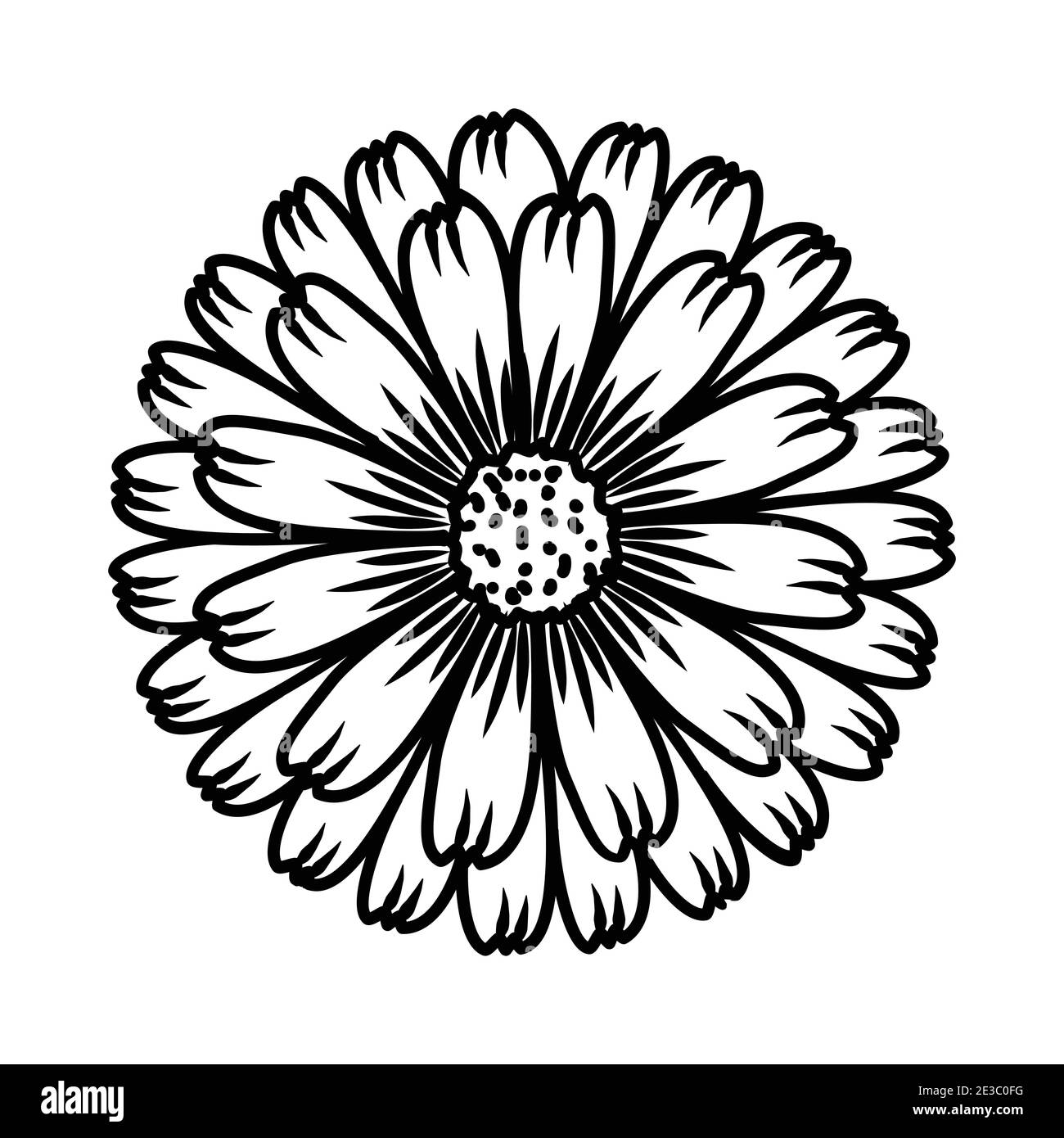 Drawing marigold flower decorative plant Vector Image