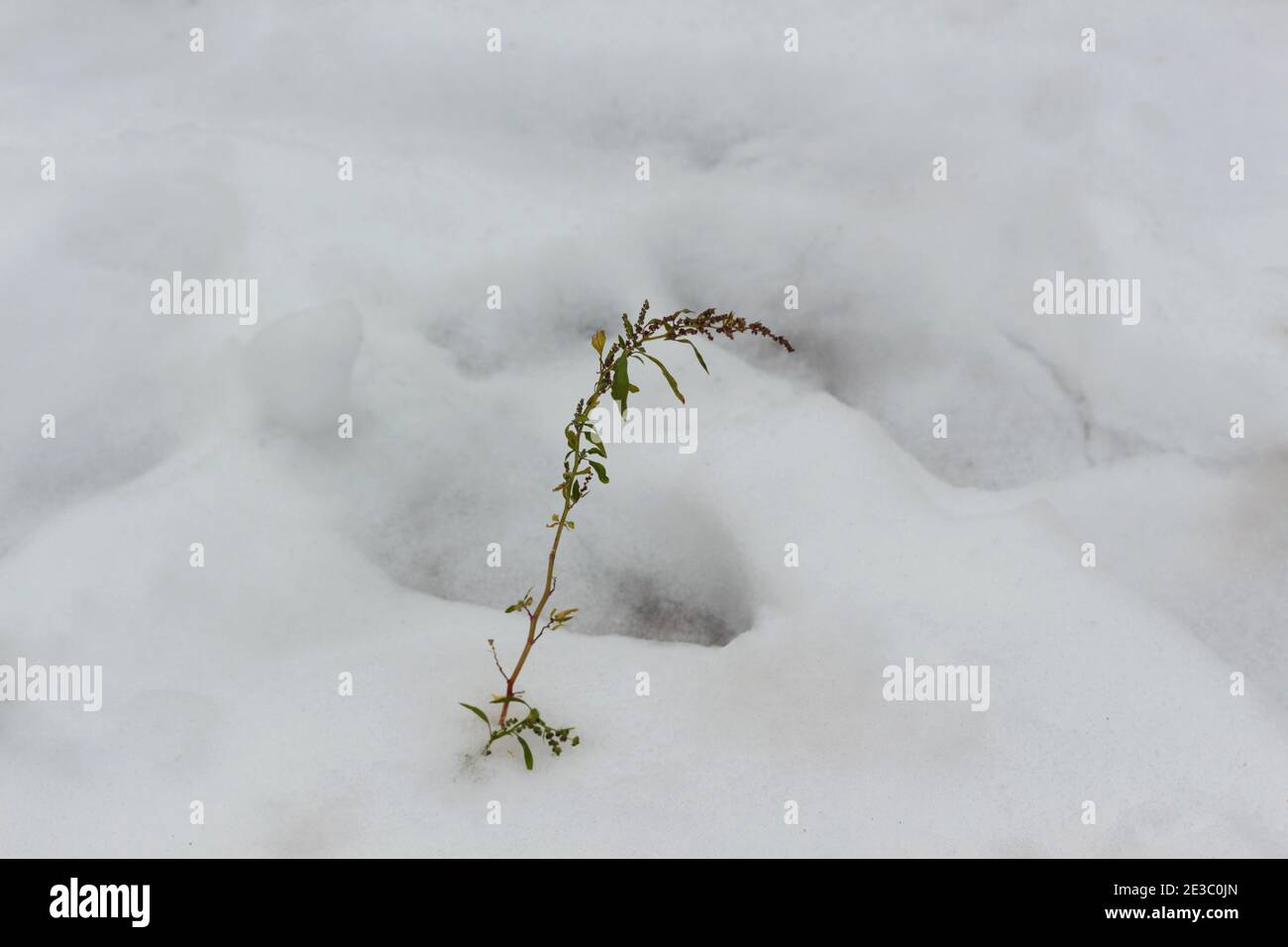 a little sapling breaks through the snow covered ground attempting a new beginning of life for the Spring Stock Photo