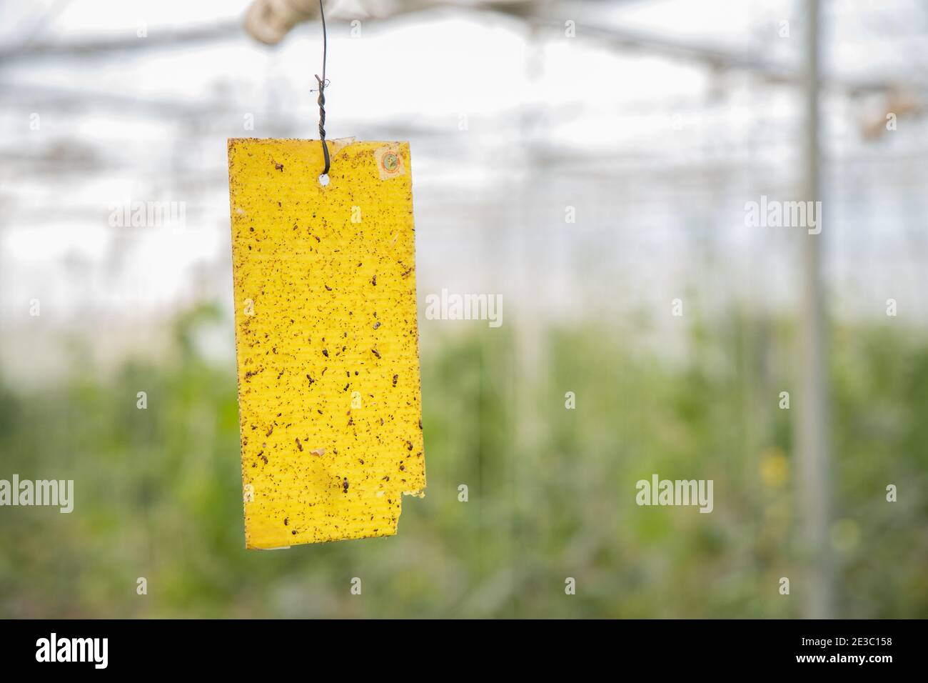 Bunnings Is Being Called On To Stop Selling Glue Traps, 46 OFF