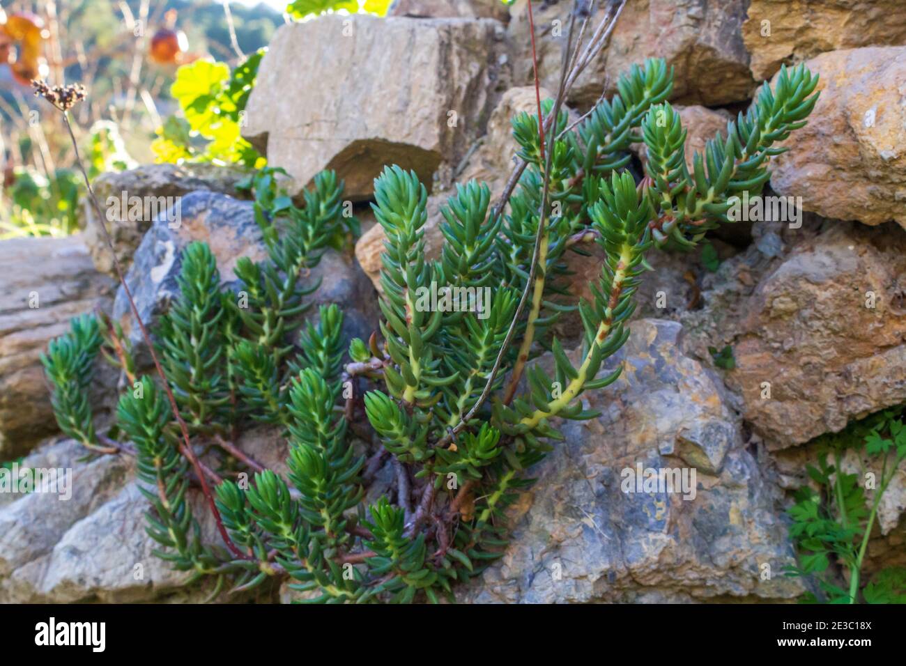 Petrosedum sediforme, Pale Stonecrop Plant Stock Photo