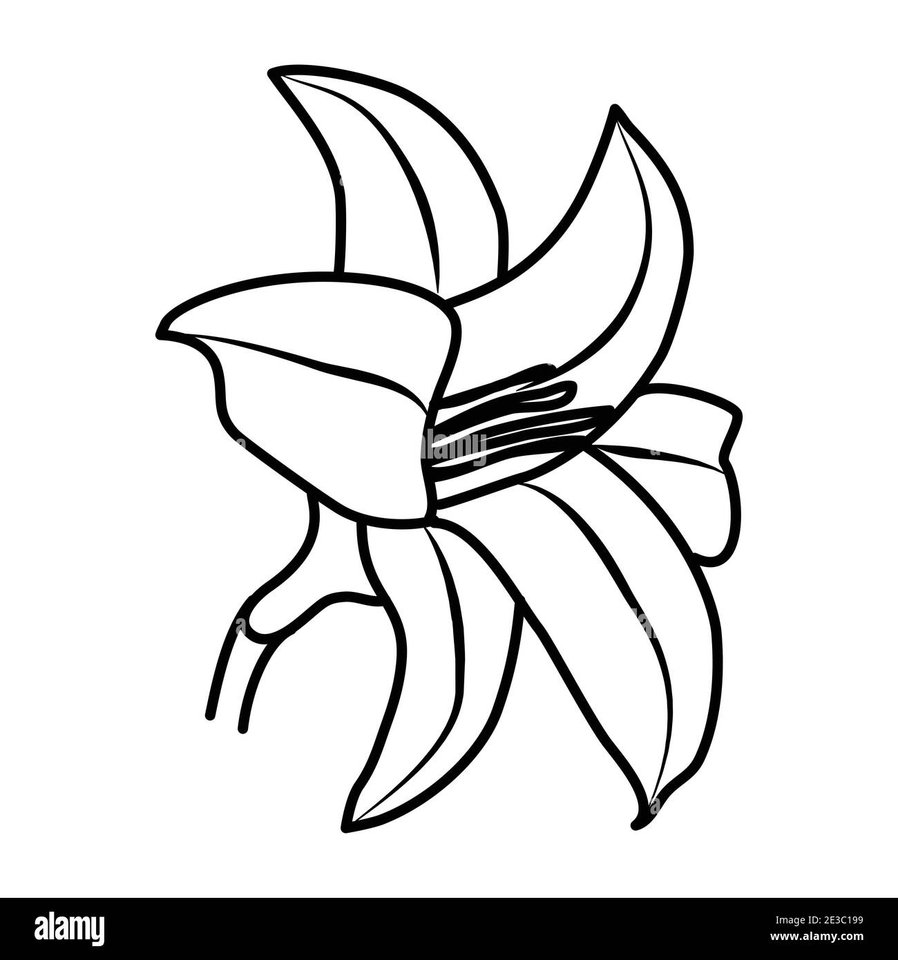 Tiger lily illustration Black and White Stock Photos \u0026 Images - Alamy, image size:1300x1390