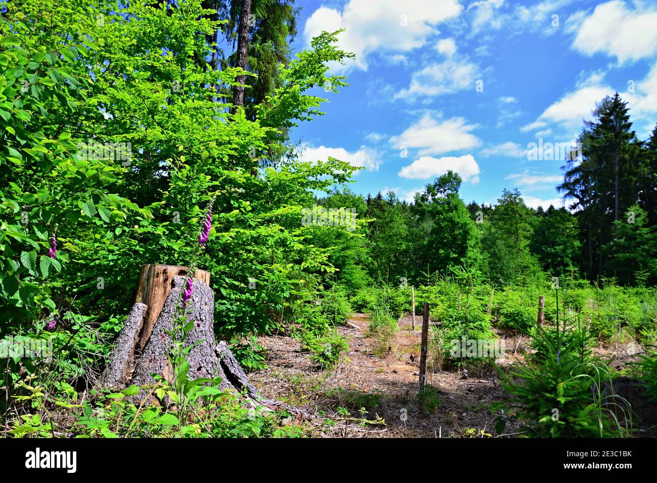 Meadow in forest with tree stump, flowers and sky with clouds. Relaxation and rest in the forest. Stock Photo