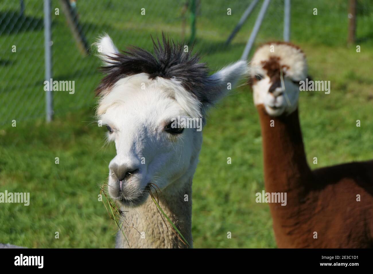 Close up of head and neck of two wooly brown white alpacas Stock Photo