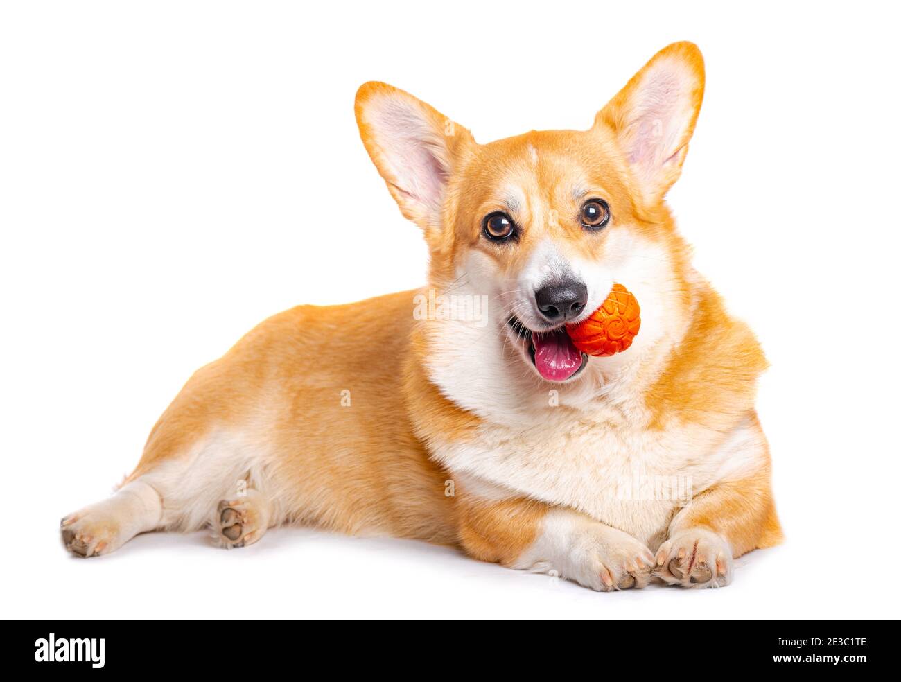 Smiling Pembroke Welsh Corgi puppy playing with a toy white background Stock Photo