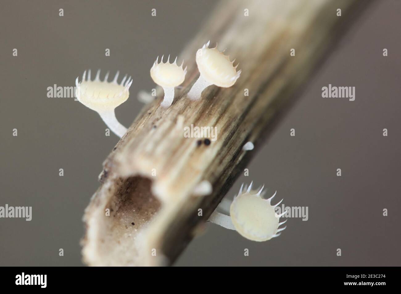 Crocicreas coronatum, also known as Cyathicula coronata, wild fungus from Finland Stock Photo