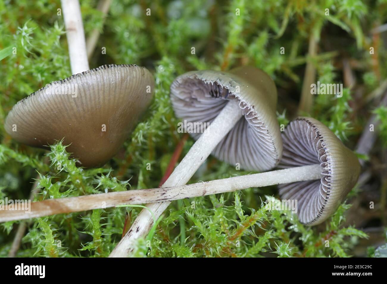 Psilocybe semilanceata, commonly known as liberty bell or magic mushroom, hallucinogenic mushroom from Finland Stock Photo
