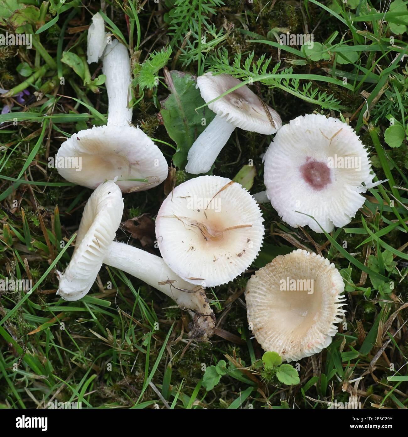 Russula betularum, commonly known as the birch brittlegill, wild mushroom from Finland Stock Photo