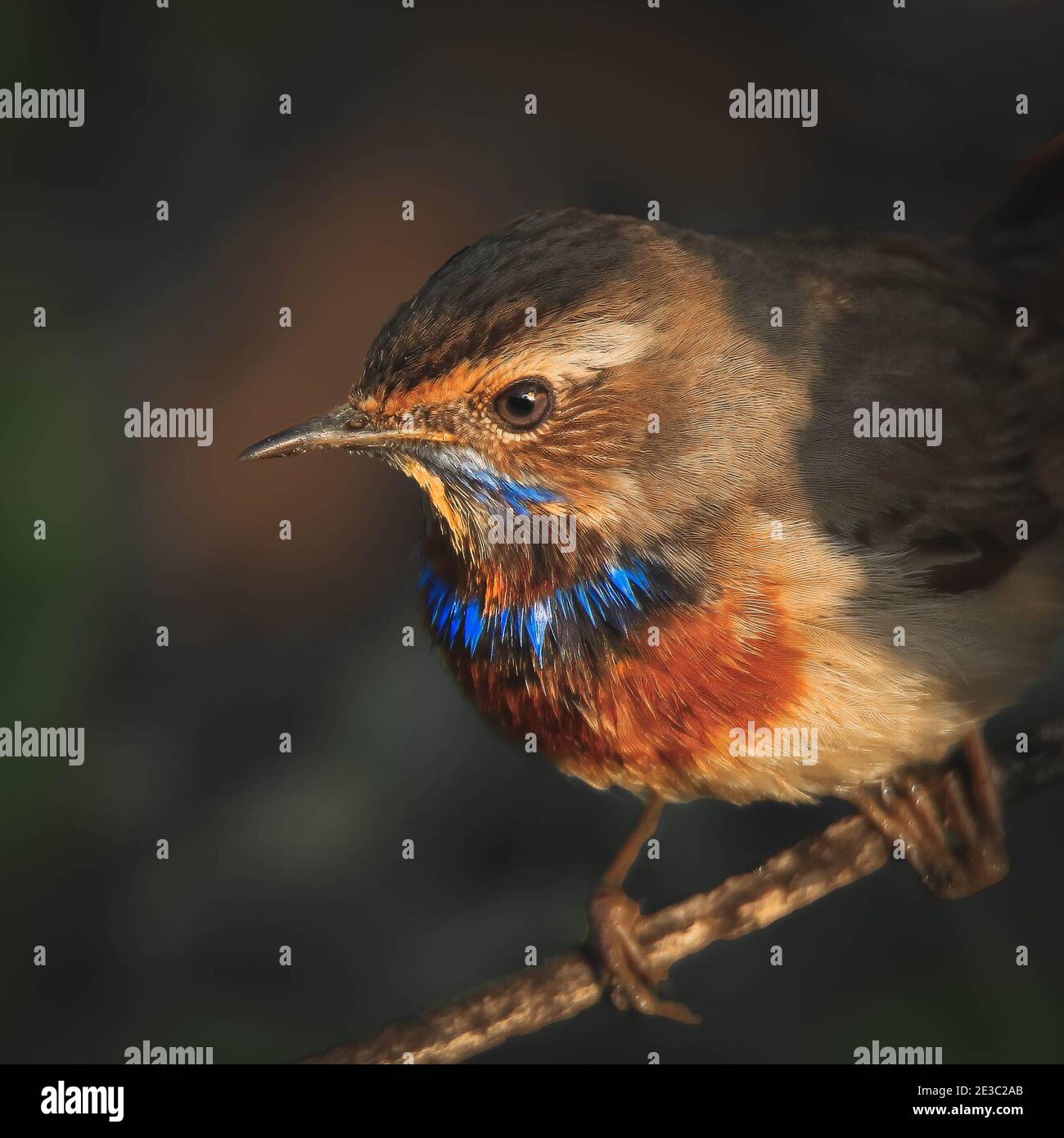 A closeup and sharp image of i Blue throat or Luscinia svecica bird which is selectively focused with a blur background Stock Photo