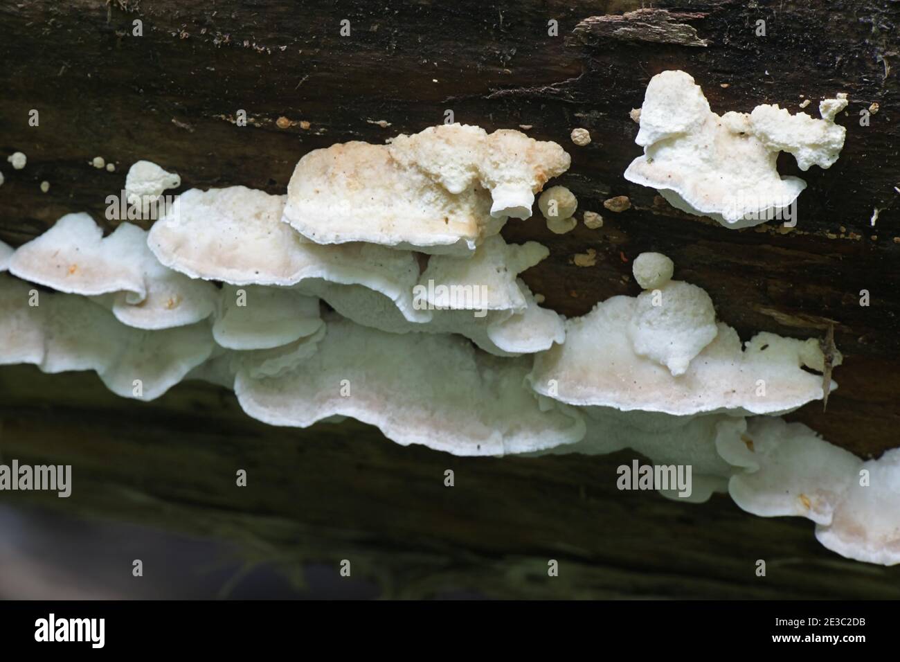 Postia lactea, also known as Tyromyces lacteus, a polypore from Finland with no common english name Stock Photo