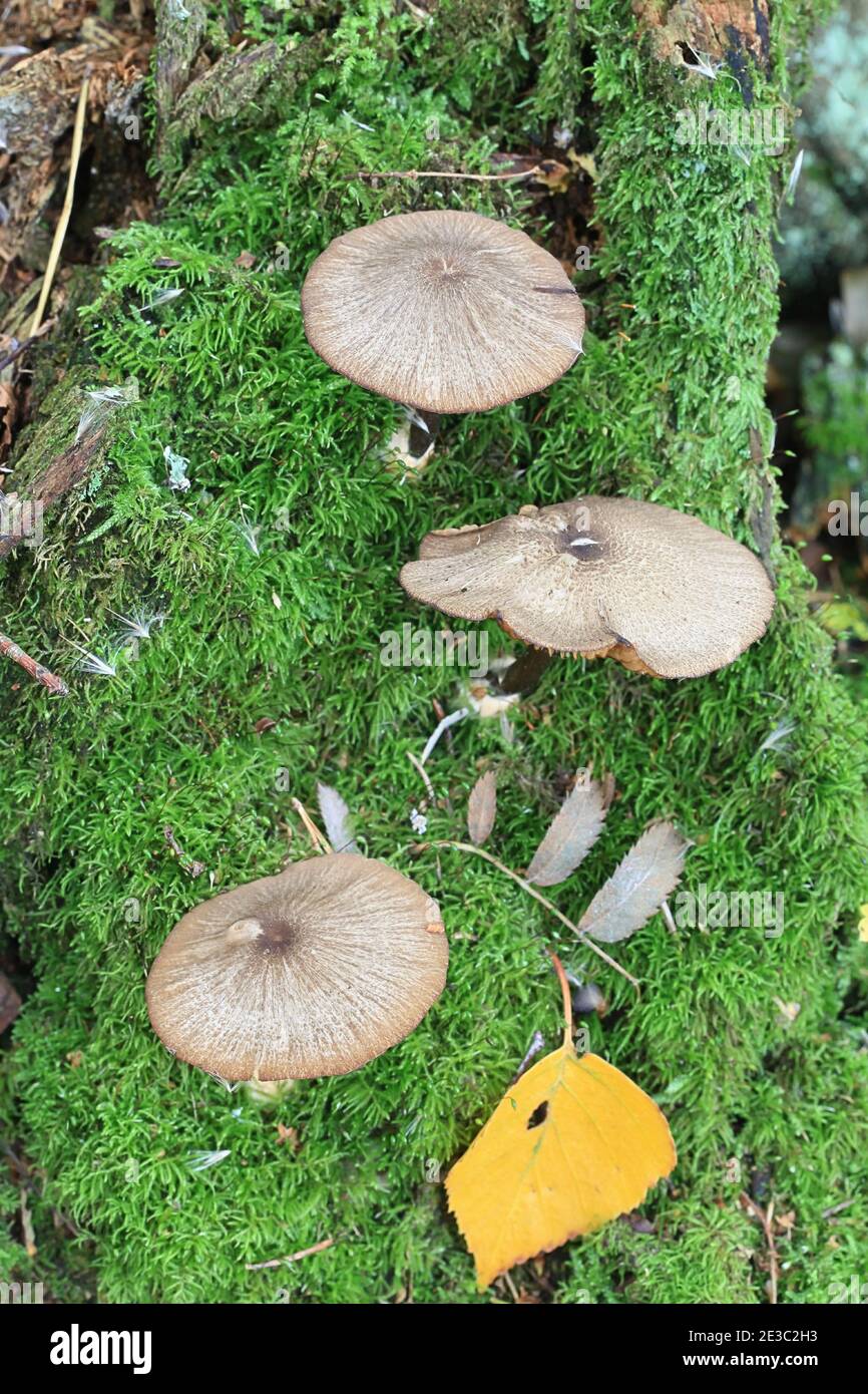 Entoloma poliopus, a pinkgill mushroom from Finland with no common english name Stock Photo