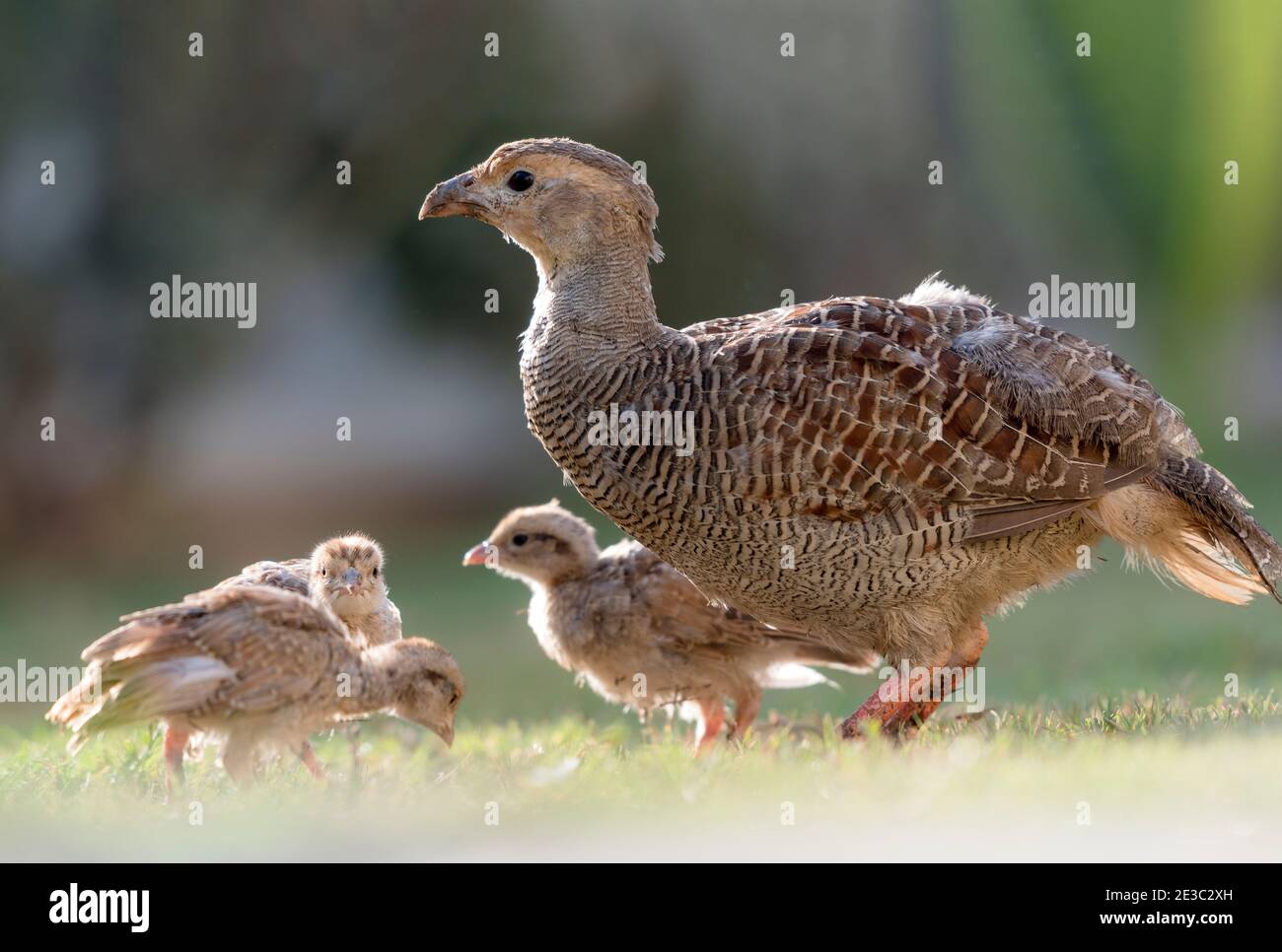 The grey francolin is a species of francolin found in the plains and drier parts of the Indian subcontinent. Stock Photo
