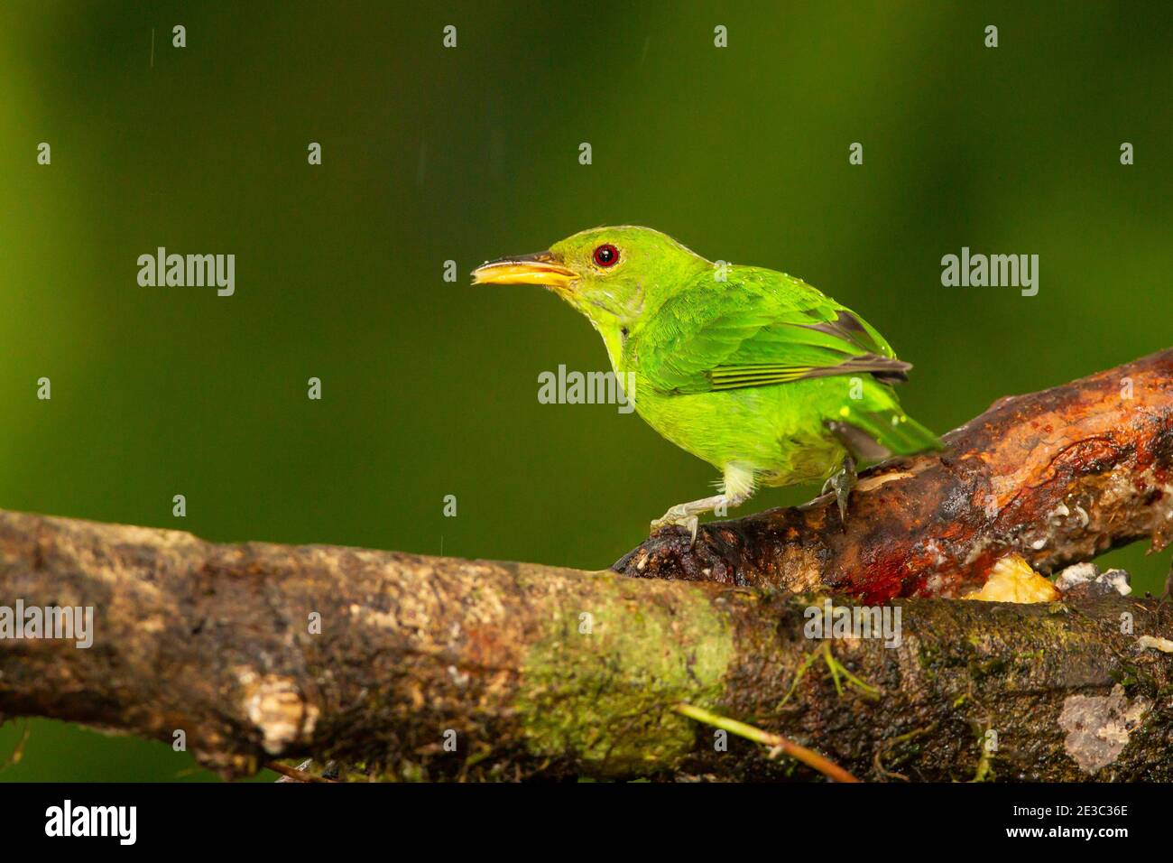 Green Honeycreeper Chlorophanes Spiza Female Stock Photo Alamy green-honeycreeper-chlorophanes-spiza-female-stock-photo-alamy
