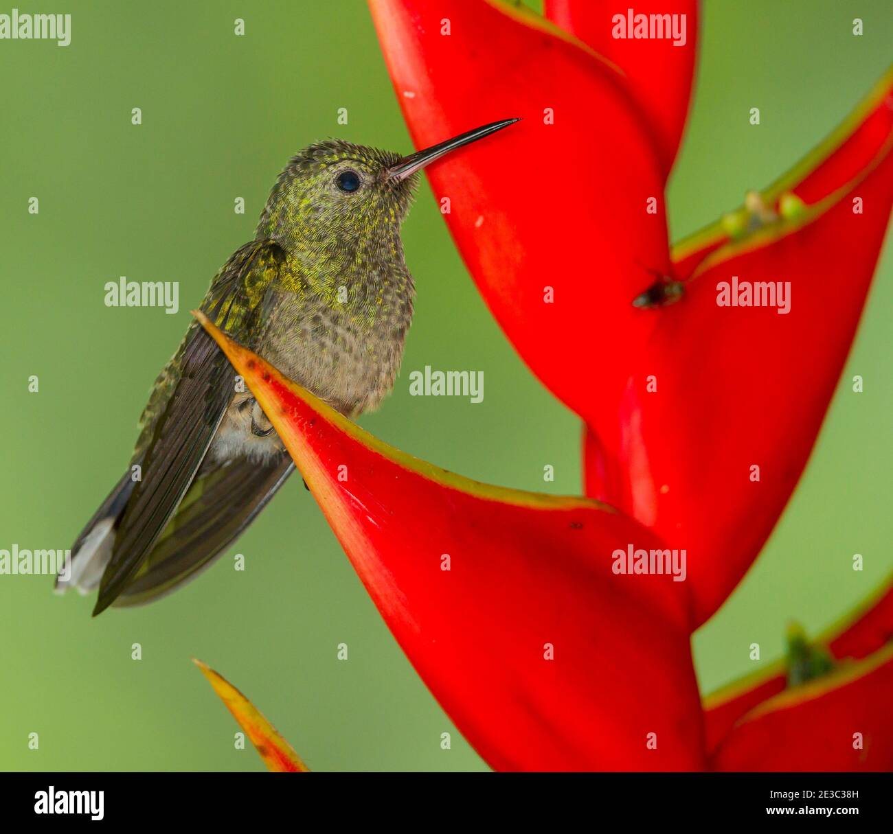Scaly-breasted Hummingbird (Phaeochroa cuvierii) Stock Photo