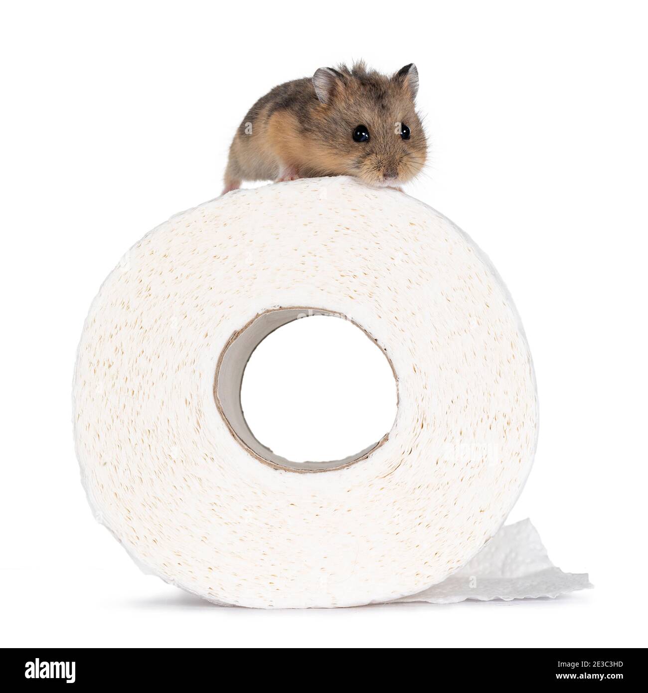 Cute baby hamster standing on top of toilet paper roll. Looking towards  camera. isolated on white background Stock Photo - Alamy