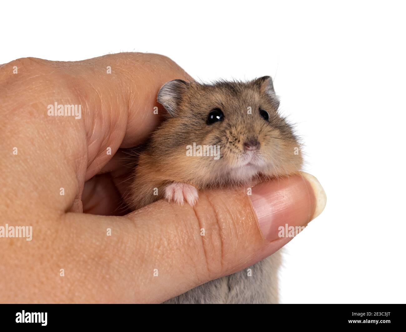 Man holding a tiny, beautiful hamster Stock Photo by ©fantom_rd 100965504