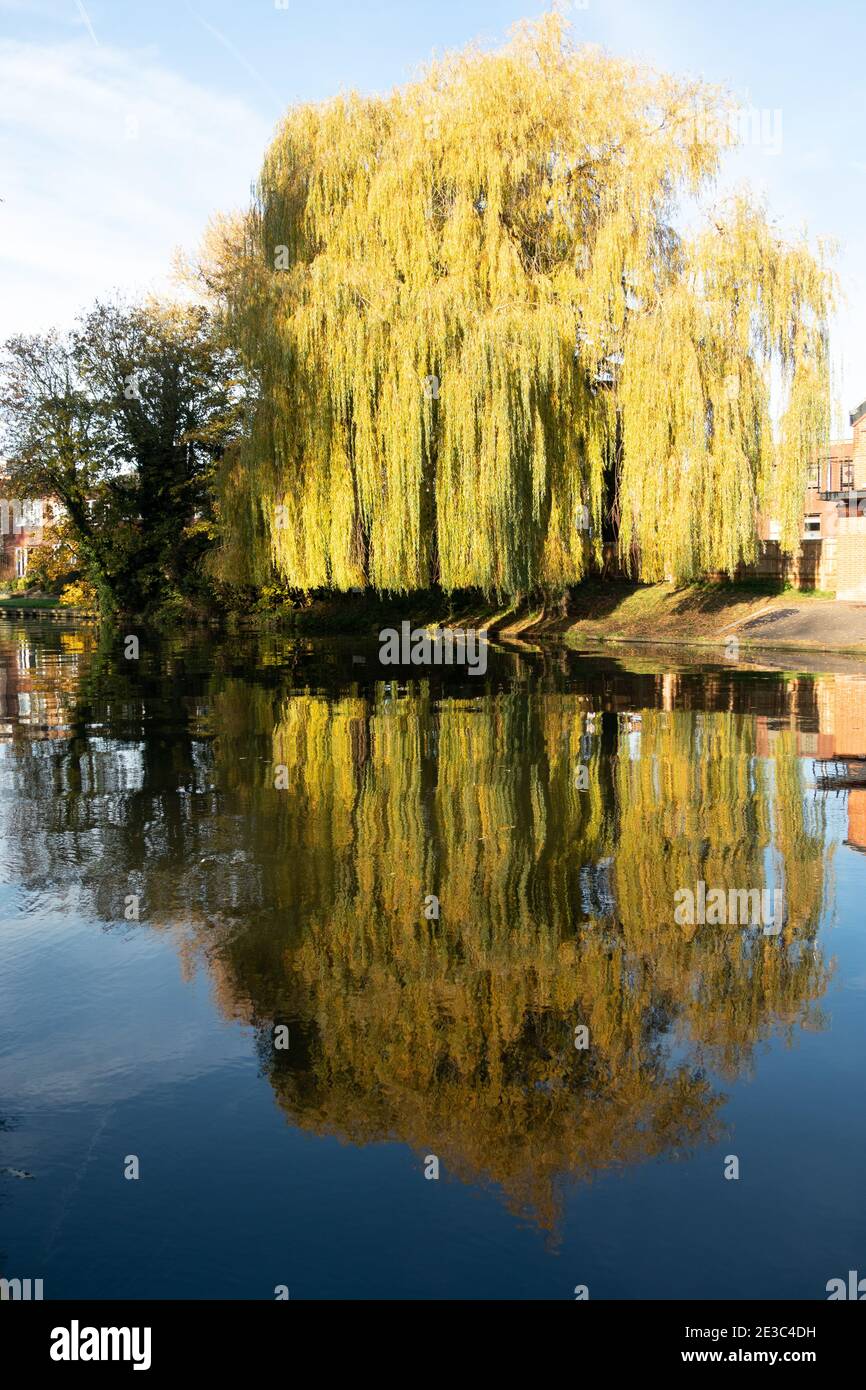 Large willow tree over hanging the River Cam with wonderful reflections in Cambridge England Stock Photo