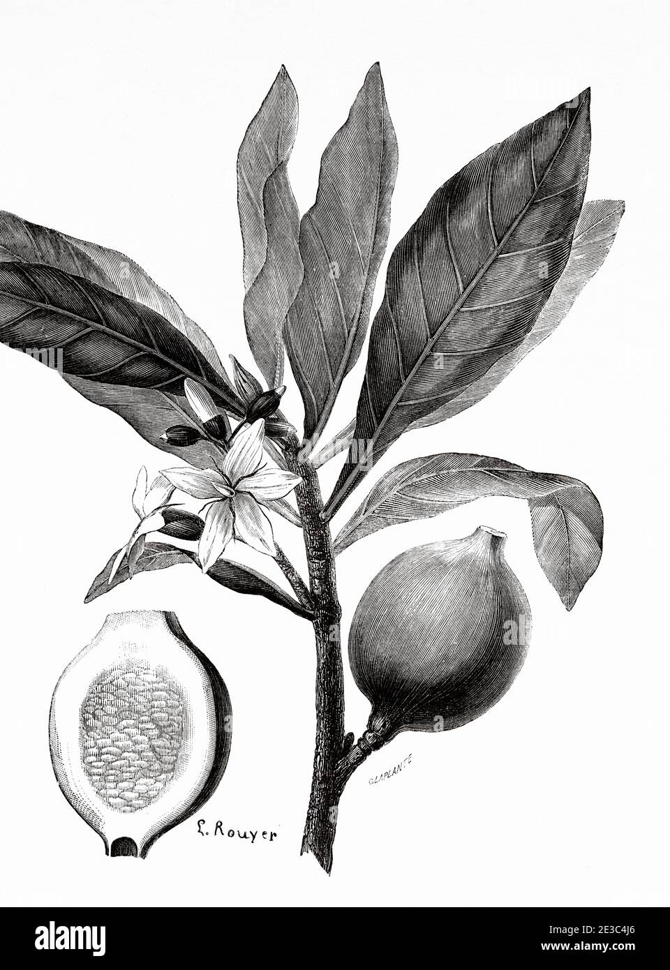 Genipa americana, jenipapo fruit. Peru, South America. Old XIX century engraved from Le Tour du Monde 1864 Stock Photo