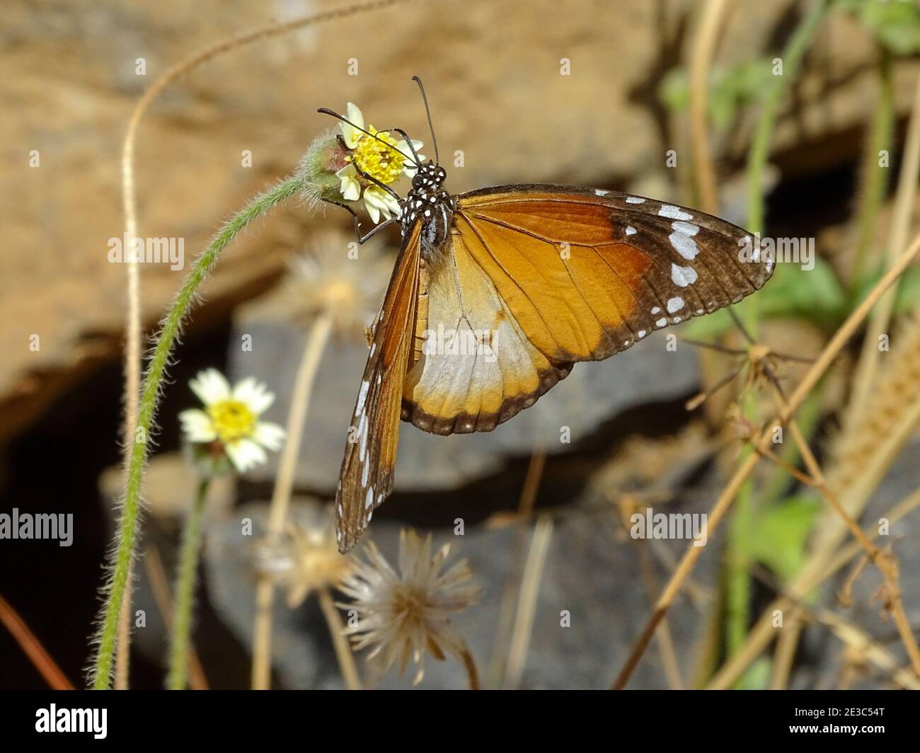 Monarch butterfly, during walking tour at Santo Antao island, Cape ...