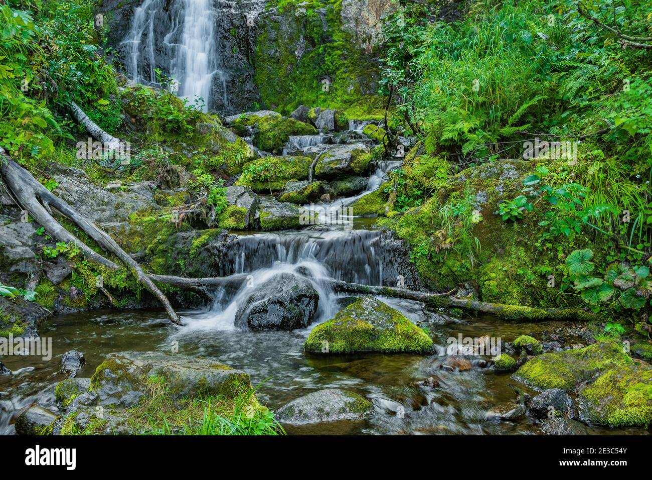 Forest stream in rainforest. Waterfall among mossy rocks and greenery. Mountain river on summer day. Nature landscape with  cascades of mountain creek Stock Photo