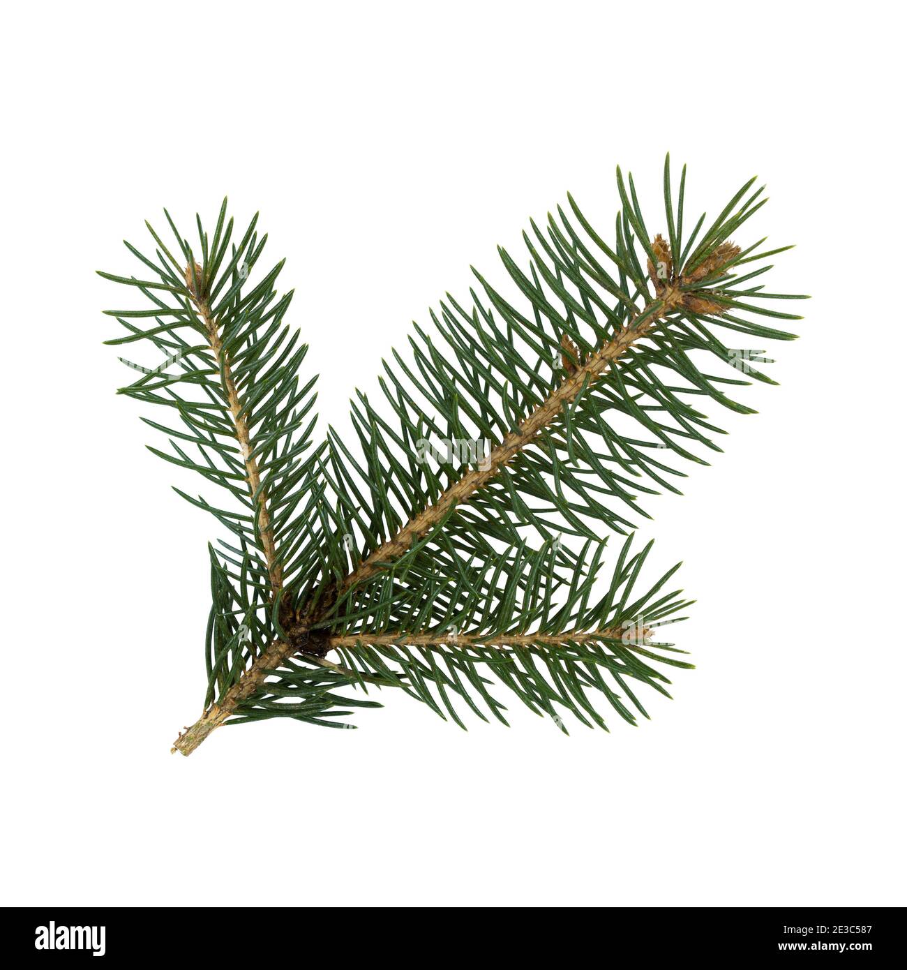 Branch of christmas tree isolated on white background Stock Photo - Alamy