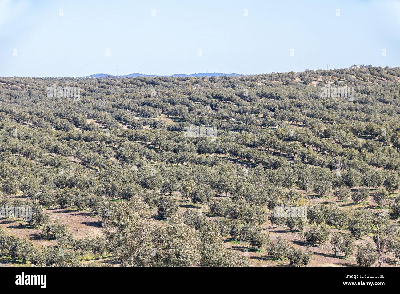 Olive grove calabria italy hi-res stock photography and images - Alamy