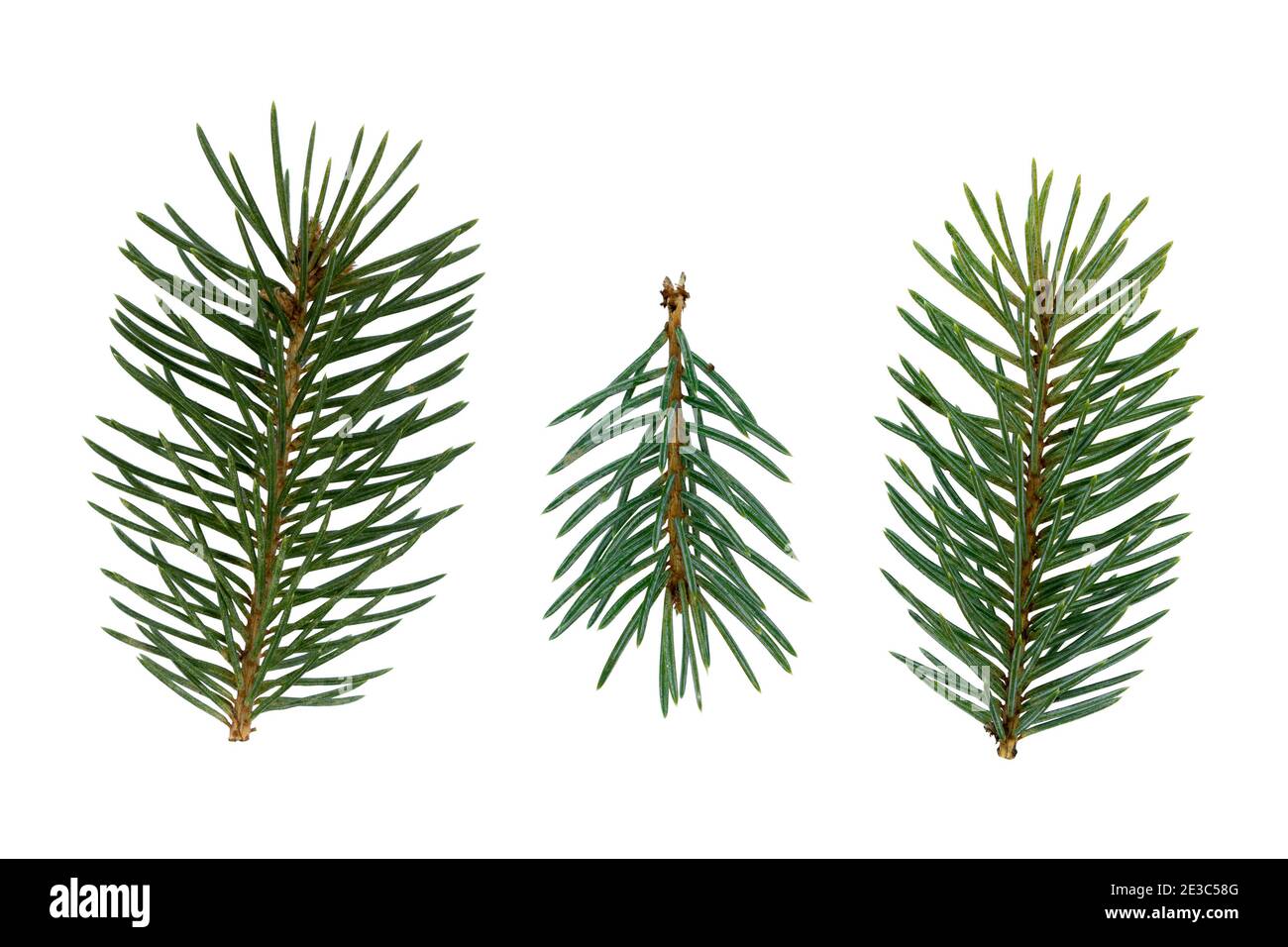 Branch of christmas tree isolated on white background Stock Photo - Alamy
