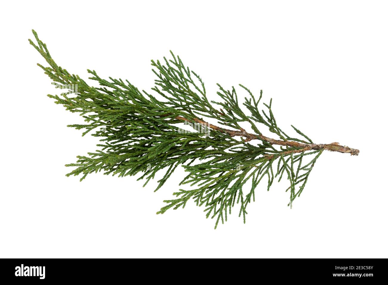 Arborvitae leaves isolated on a white background Stock Photo