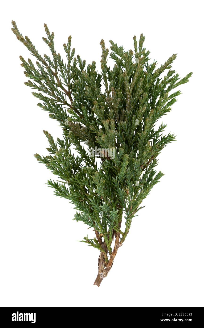 Arborvitae leaves isolated on a white background Stock Photo