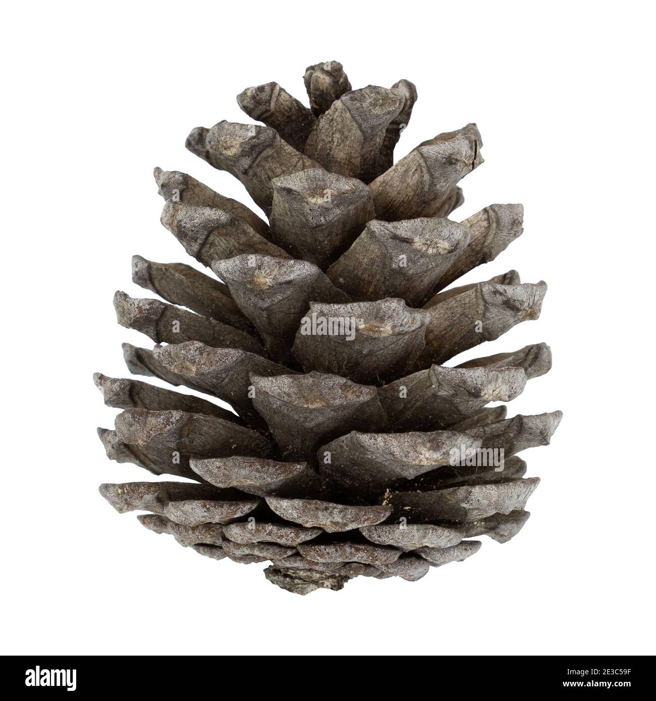 Pine cone isolated on white background Stock Photo