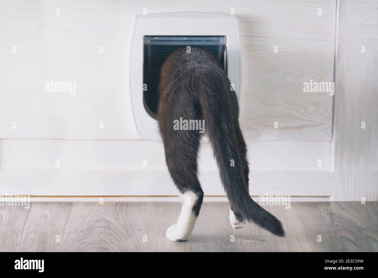 Cat through cat door hires stock photography and images Alamy