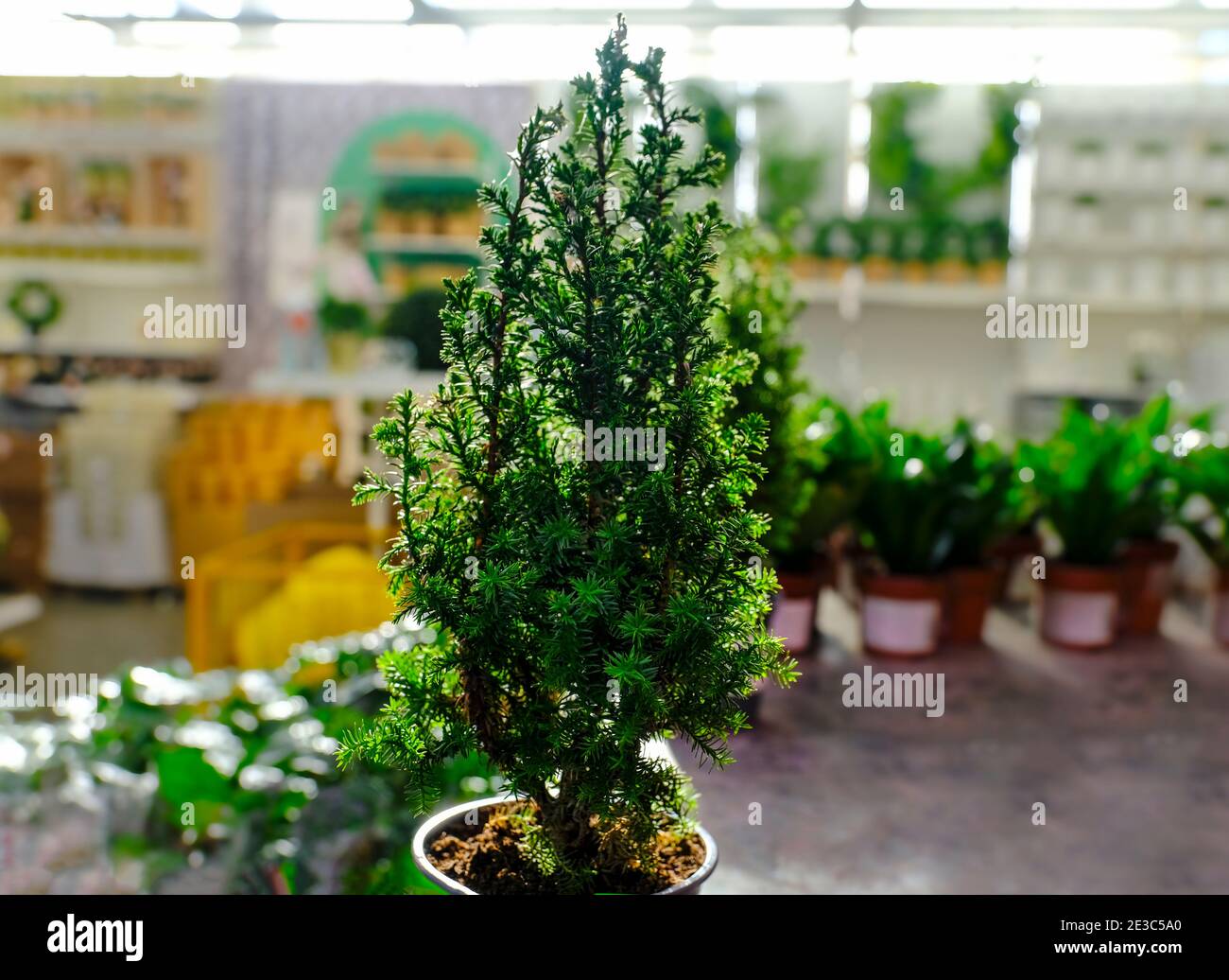 evergreen plants-Chamaecyparis cypress trees in pots on the shelve at garden shop Stock Photo