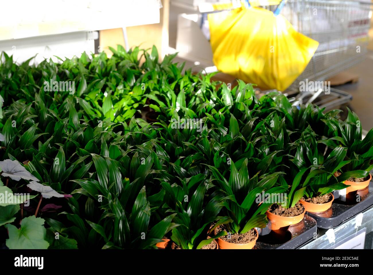 Rows of Dracaena compacta plants for sale in a garden shop Stock Photo